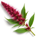 Амарант - состав и БЖУ