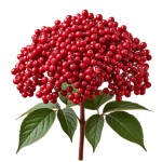 Бузина - состав и БЖУ