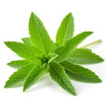 Стевия - состав и БЖУ